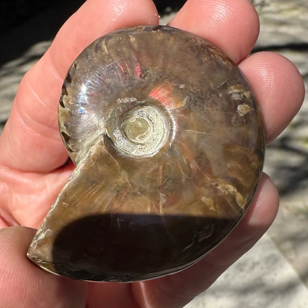 Ammonite Fossil with Iridescent Red Sheen (Madagascar)